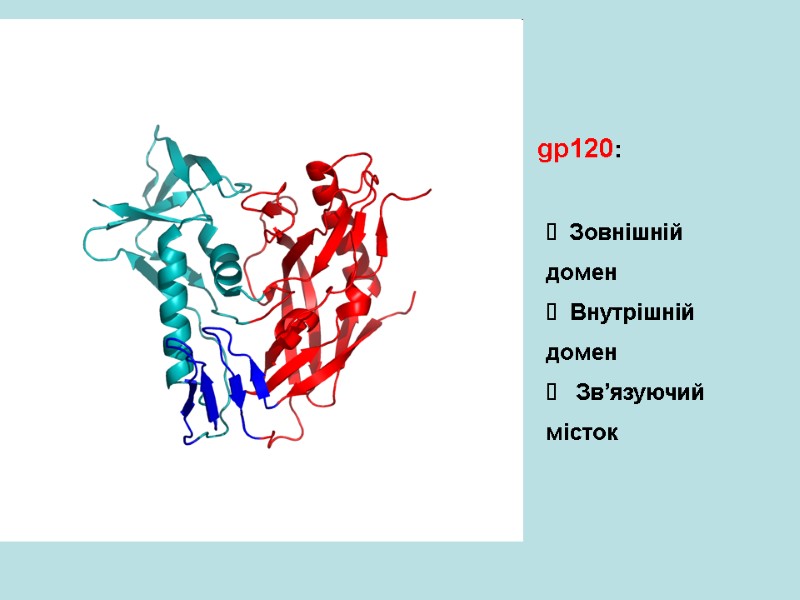 gp120: Зовнішній домен Внутрішній домен  Зв’язуючий місток